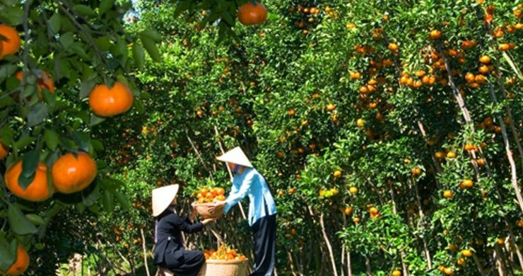 Mekong Delta Fish Catching & Cooking Tour