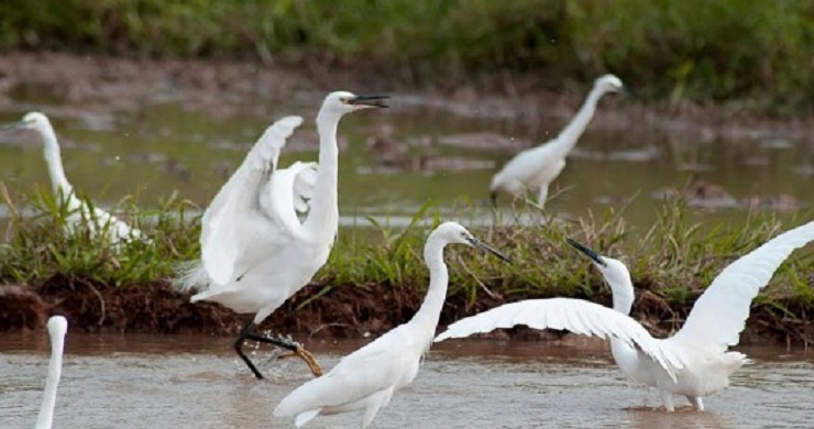 Rare Mekong – Cau Ke Revealed 2 Days