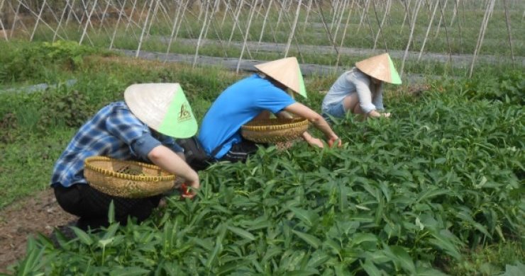 Cu Chi Tunnels & Cooking Class Day Trip