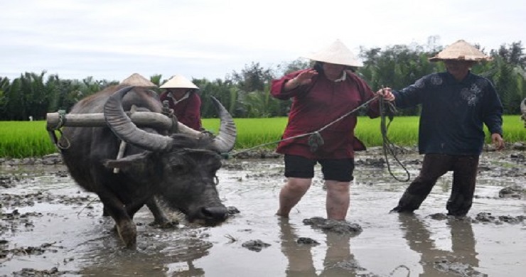 Become A Farmer In Cam Thanh Village