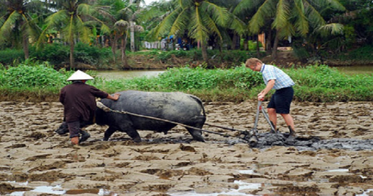 Become A Farmer In Cam Thanh Village